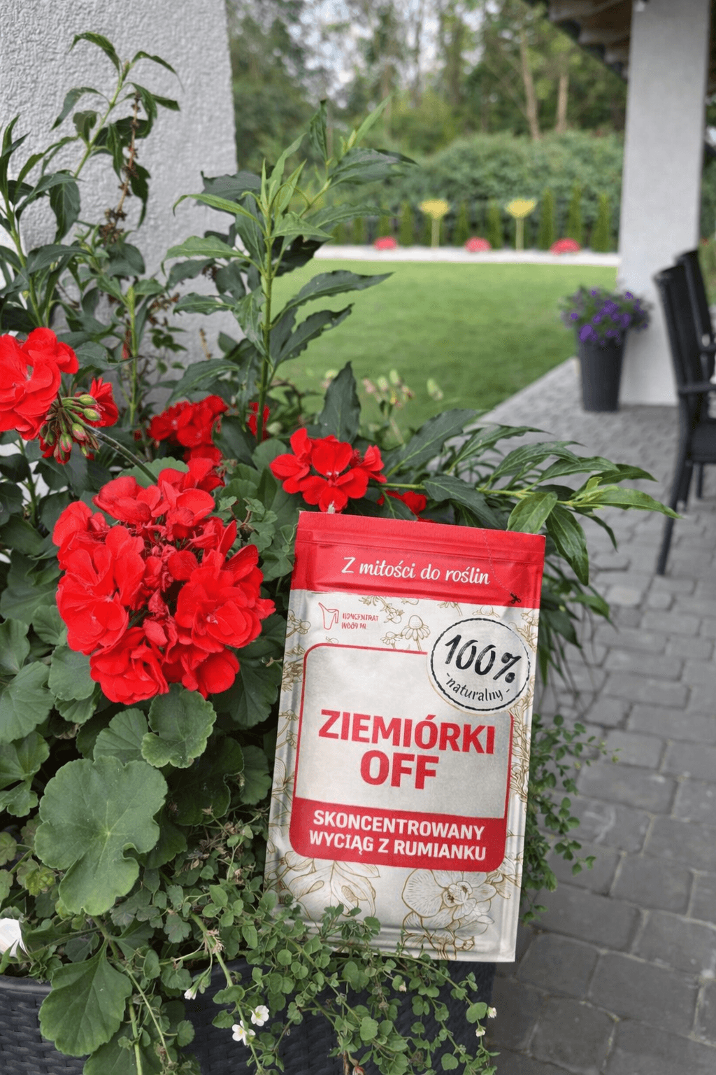 Ziemiórki OFF – szybkie i skuteczne zwalczanie ziemiórek